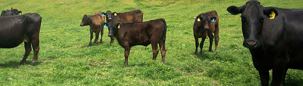 wagyu-1